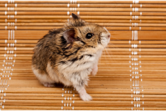 Campbells Dwarf Hamster