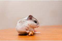 Chinese Dwarf Hamster