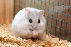 Dwarf Hamster