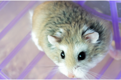 Roborovski Hamster