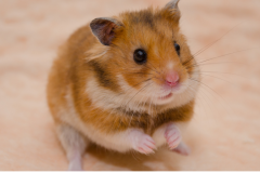 Syrian Hamster