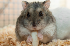 Winter White Hamster
