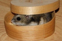 Dwarf Hamster Hiding In a Box
