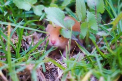 Hide and Seek In The Grass