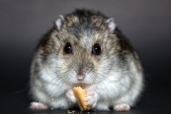 Eating a Biscuit