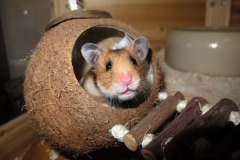 Playing In a Coconut