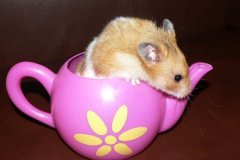 Playing In a Teapot