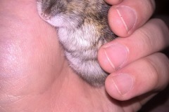 Fast Asleep