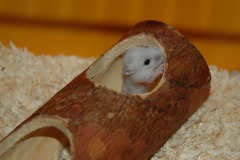 Peekaboo!