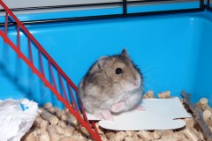 To Climb or Not To Climb
