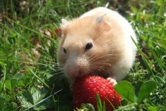 Eating a Strawberry