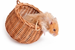 Hamster in a Basket