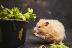 Eating a Hazelnut