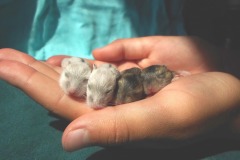 Four Hamster Babies