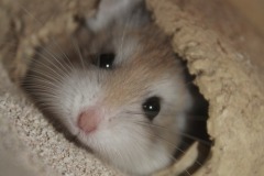 Roborowski Hamster In His Hidey Hole