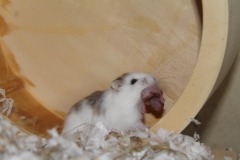 Roborowski Carrying Her Baby