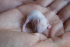 New Born Baby Hamster
