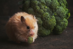 Eating Broccoli
